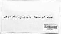 Microsphaera grossulariae image
